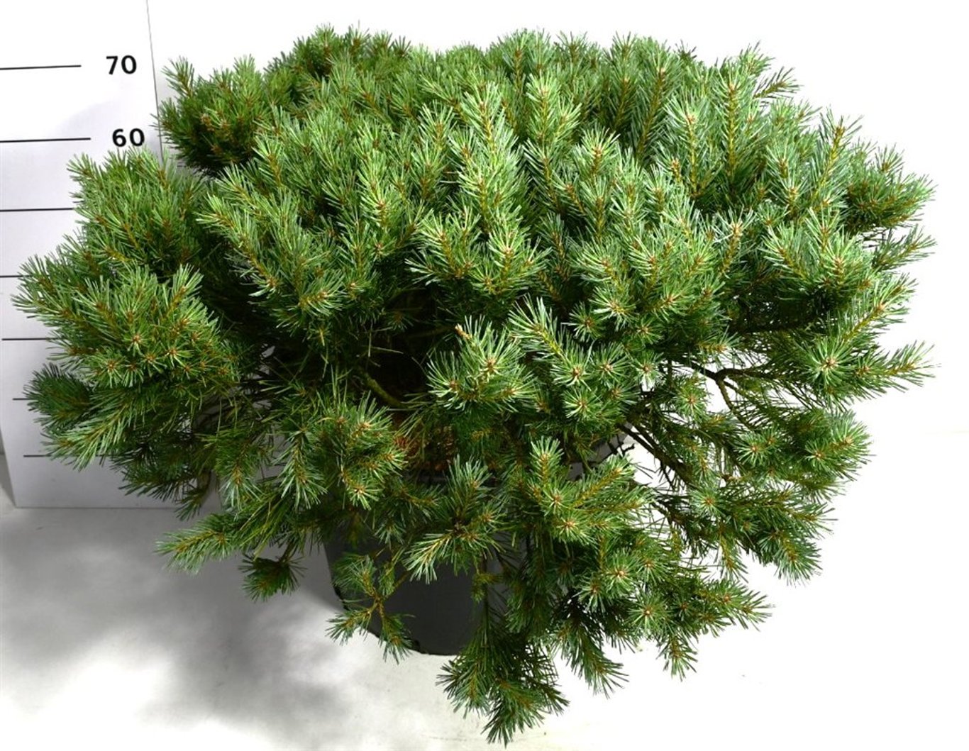 Pinus sylv. 'Watereri' - C45 60-80 CM